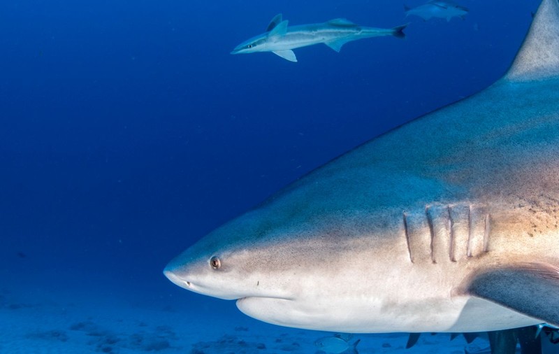 O turistă de pe o navă de croazieră a fost ucisă de un rechin în Bahamas