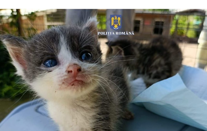 Amenda uriașă primită de un bărbat din Mehedinți pentru că a abandonat cinci pui de pisică lângă un container de gunoi