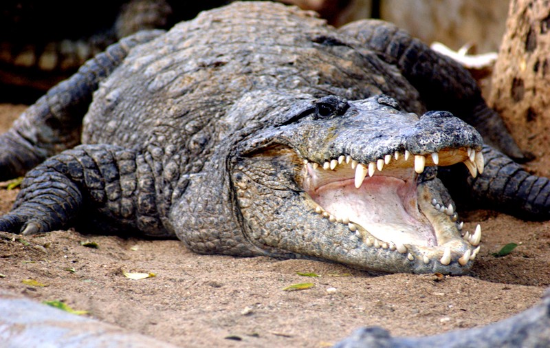 Robben a fost la un pas de moarte! ^Mușcat de crocodil! / FOTO