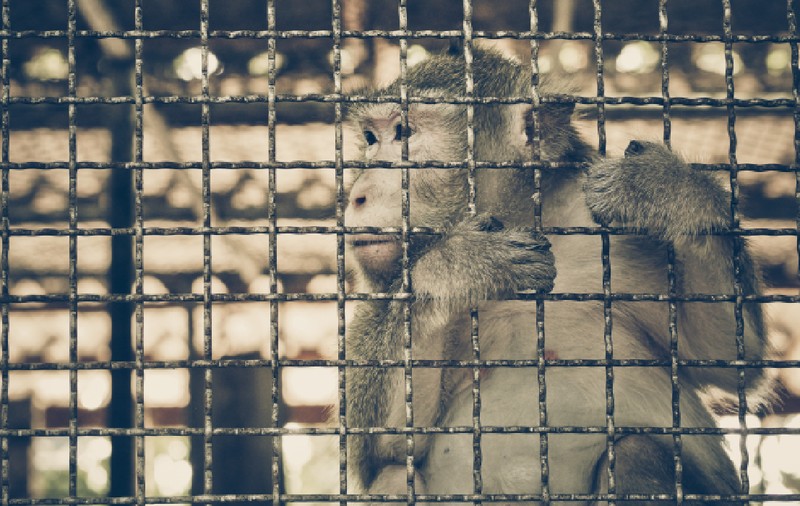 Comercianții de animale sălbatice au răspândit COVID pe o distanță de mii de kilometri, nu doar liliecii