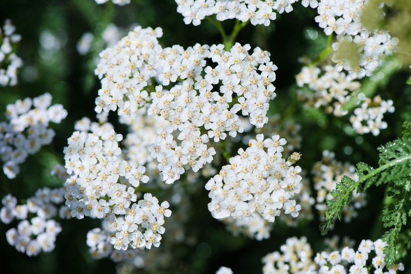 Coada-șoricelului - Achillea millefolium