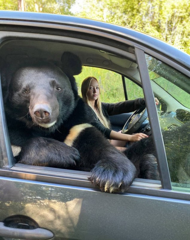 O tânără din Rusia, surprinsă în timp ce călătorește în mașină cu un urs pe locul din dreapta