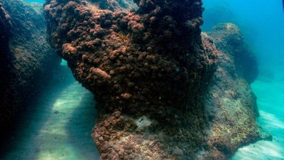 Imagine subacvatică ce surprinde un coral în estul Mării Mediterane. Fotografie ilustrativă: Profimedia