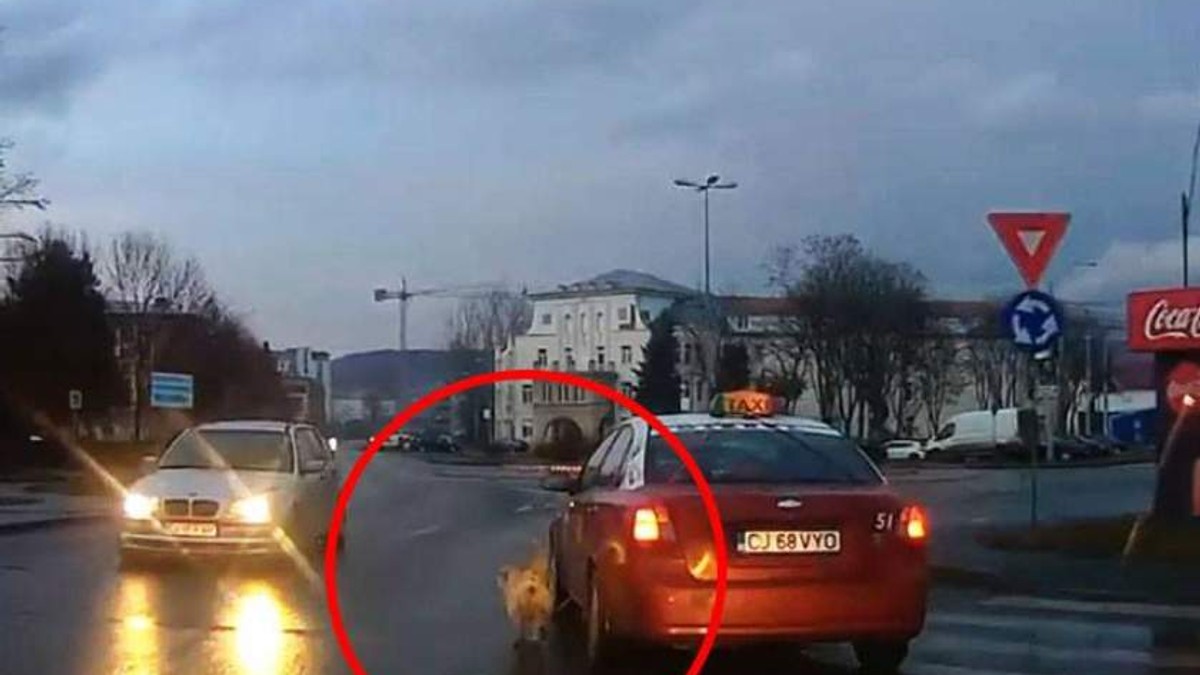 Câine legat de un taxi pe străzile din Cluj