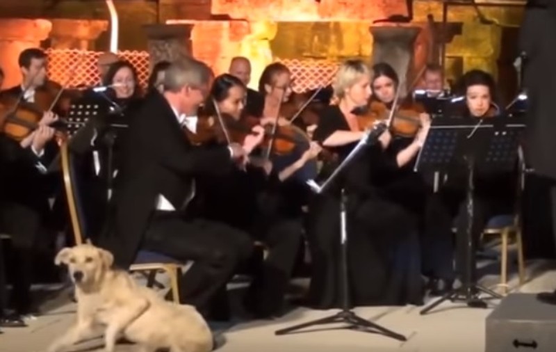 VIDEO VIRAL | Un câine a întrerupt concertul susținut de o orchestră