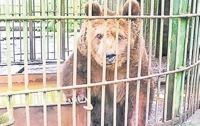 GRĂDINA ZOOLOGICĂ din BRAŞOV, REDESCHISĂ după 2 ANI!