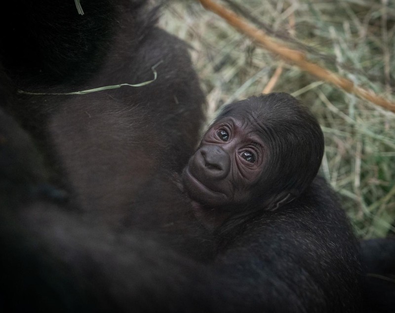 În SUA, gorila Sully, care era considerată un mascul, a născut. Zoo Columbus oferă explicații