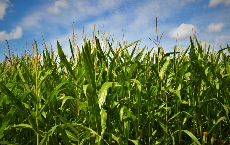 3 sfaturi pentru fertilizarea corectă a porumbului