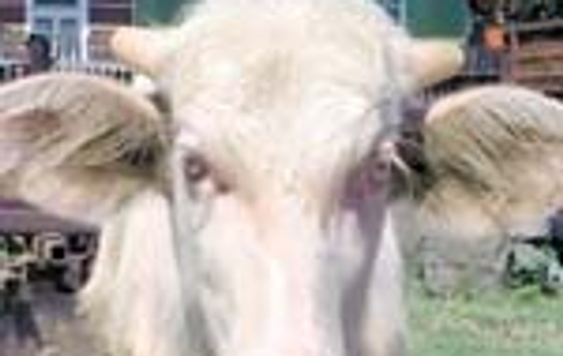 Bambi, bivolul alb cu un fratior negru