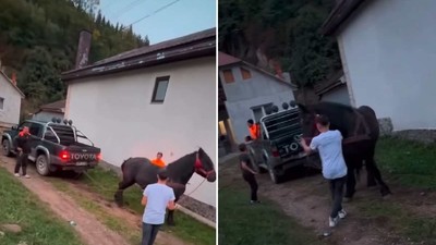 Cal fortat sa traga o masina in Bistrita Nasaud