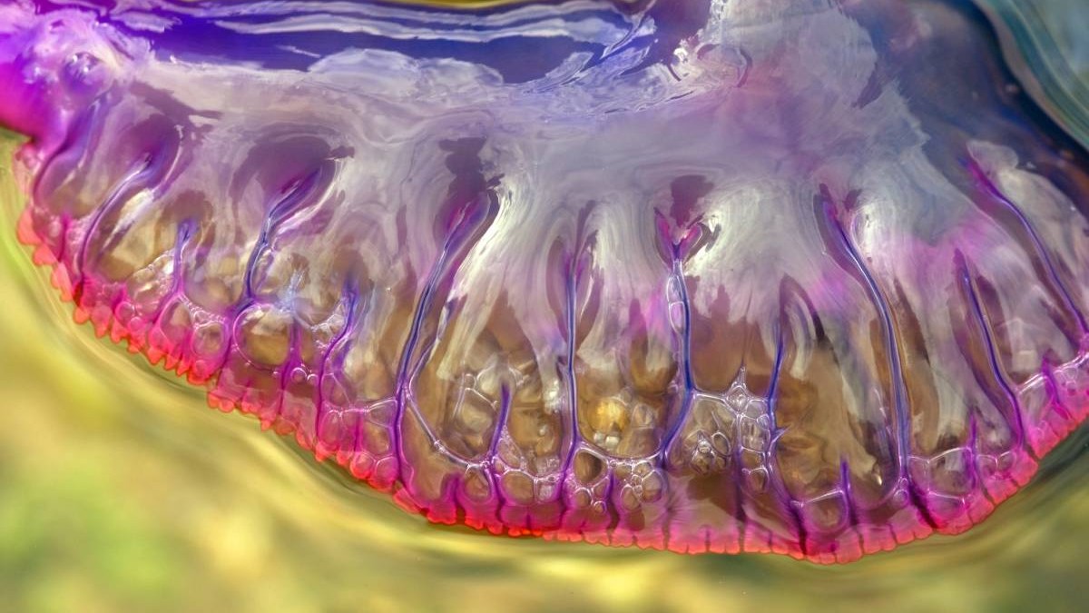 Galeră portugheză cu tentacule veninoase în mare, specie observată tot mai des pe plajele Europei