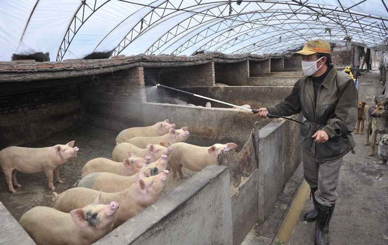 OMS ridică nivelul alertei la 5 în cazul gripei porcine 