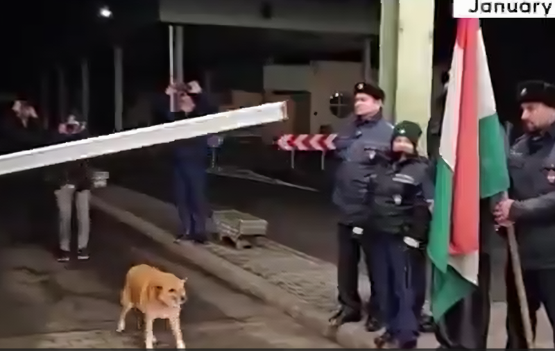 Un câine face „istorie”: prima ființă care a trecut granița Ungaria-România, după aderarea la Schengen