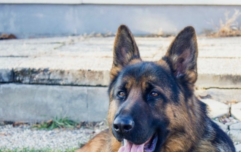 Un ciobănesc german e cel mai bogat animal din lume. Gunther VI. are o avere de 463 de milioane de euro