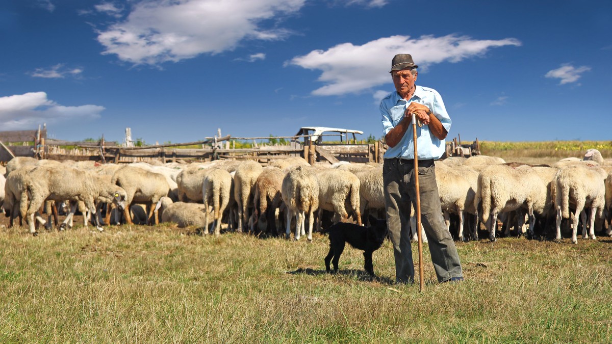 ovine