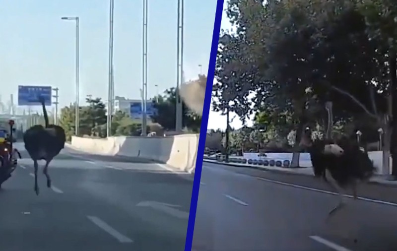 Un struț a produs haos pe o autostradă din China. Polițiștii s-au chinuit să-l prindă, un agent a căzut de pe motocicletă | VIDEO