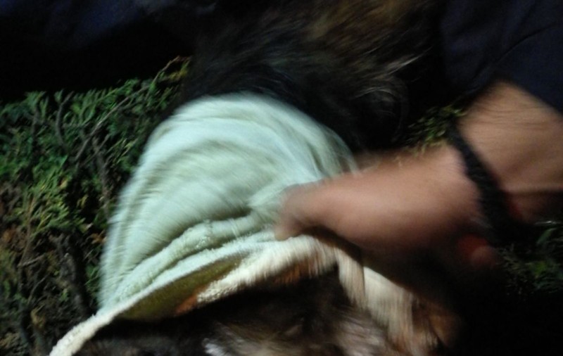 Câine aruncat într-o fântână, în Argeș. Imagini emoționante din timpul misiunii pompierilor