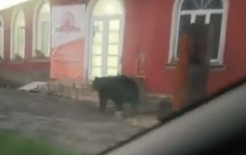 Urs filmat la plimbare pe străzile din Bușteni: „Ursul, ursul! Era ursul în spate, d-asta te-am claxonat”