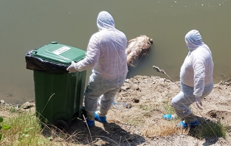 Cadavrul unui porc plutea pe râul Mureș, la Arad, într-o zonă fără pestă porcină africană
