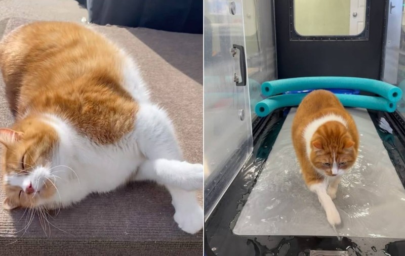 Motanul obez de 14 kilograme care a devenit vedetă pe internet. Cum încearcă Mr. Kitty să scape de dietă și de banda de alergare