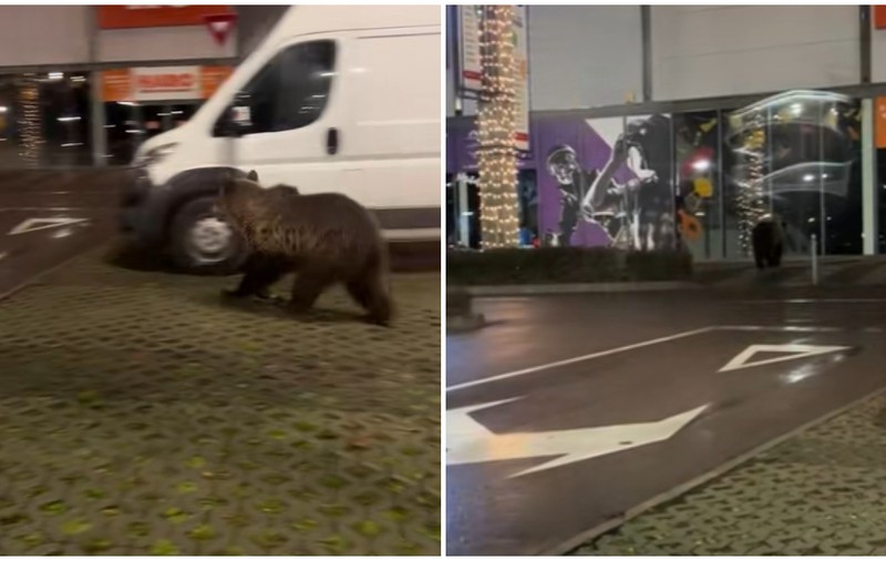 Un urs a fost filmat în Brașov în timp ce și-a făcut apariția în parcarea unui mall | VIDEO