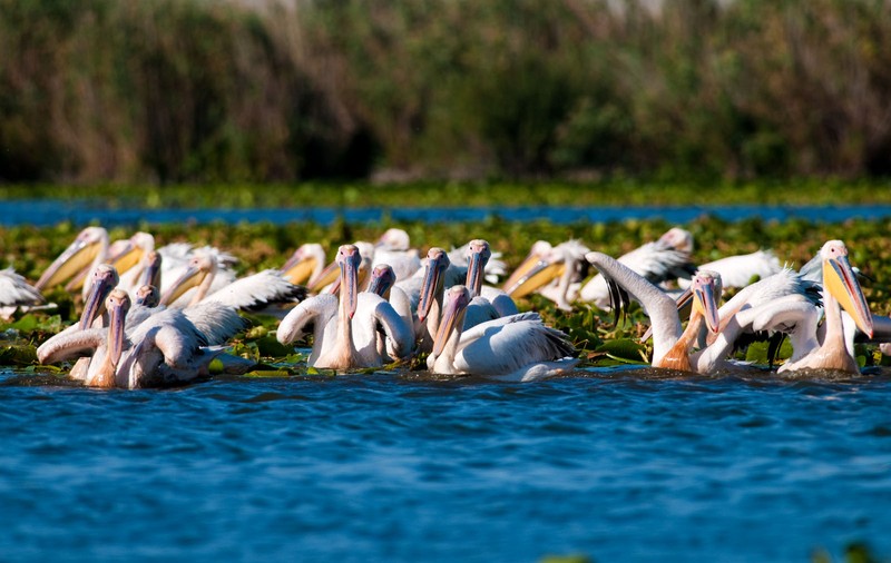 Explorează Delta Dunării, în ultimele luni de primăvară (PUBLICITATE)