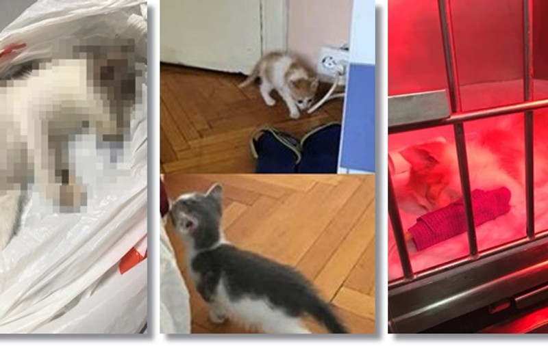 Tânărul din Timișoara acuzat că a omorât pisici adoptate a recunoscut totul. Le-a ucis în bătaie