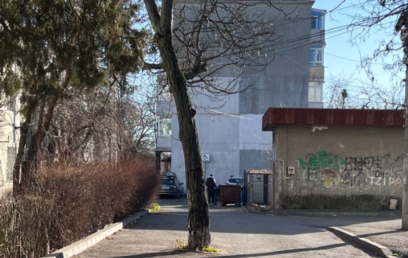 Fenomen inedit în Ploiești: Un copac supraviețuiește în mijlocul carosabilului
