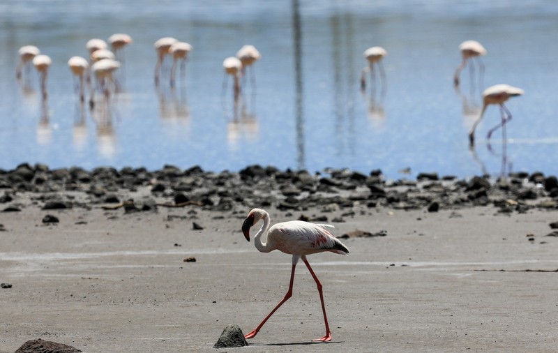 Păsările flamingo din Delta Dunării, izgonite de oameni. Ornitolog: Au fost hăituite pentru poze