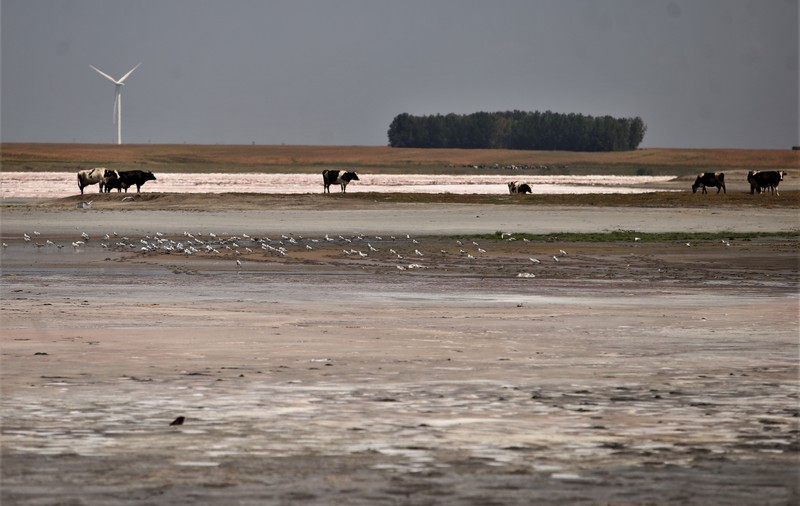 A secat cel mai sărat lac din România: în locul unei staţiuni, la Movila Miresei, a apărut un câmp de cristale - FOTO