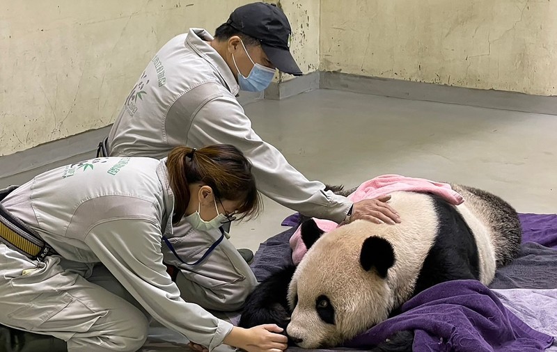 Un panda gigant dăruit Taiwanului de către China în urmă cu 14 ani a murit. Ce a simbolizat Tuan Tuan