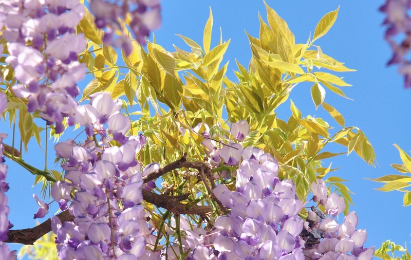 CREŞTINII ORTODOCŞI SĂRBĂTORESC DUMINICĂ FLORIILE. Iată ce TRADIŢII şi SUPERSTIŢII AU ROMÂNII!