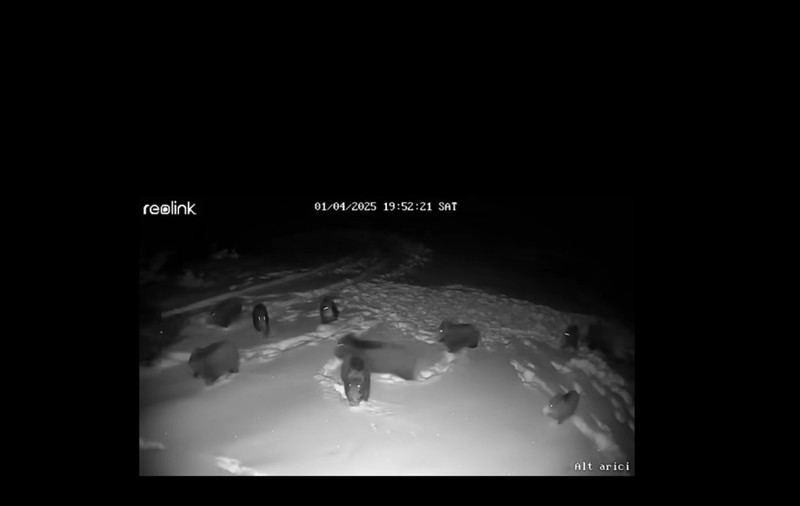 Filmare cu o ciurdă de mistreți atacată de o haită de lupi, la Răchițele, în Cluj. Scroafa își apără neînfricată puii
