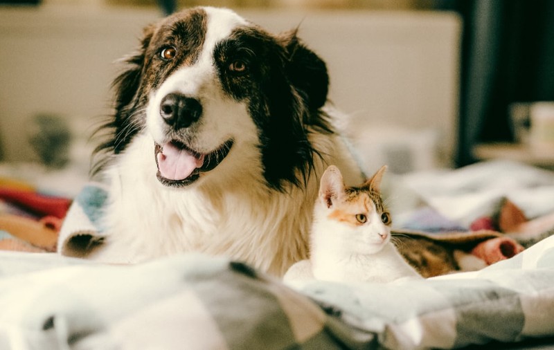 De ce câinii dau din coadă, iar pisicile - nu. Explicația comportamentului animalelor