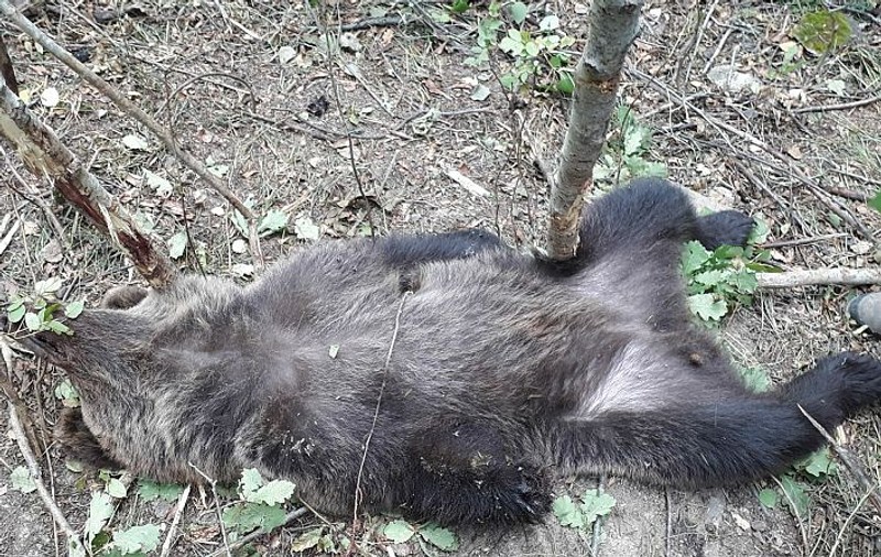 Un urs a fost prins în laț într-o pădure din Vrancea. A fost eliberat după ce i-a fost amputată o labă