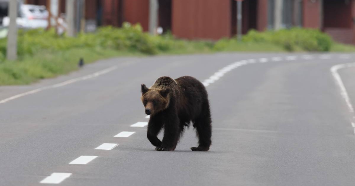 Un urs brun în timp ce traversează o șosea pe două benzi, într-un oraș
