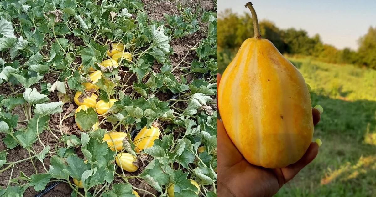 Vrejuri in care sunt ascunși pepeni galbeni/ Un pepene tinut in mana de o femeie