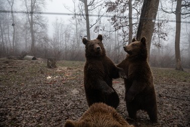Urși în sanctuarul Libearty din Zărnești
