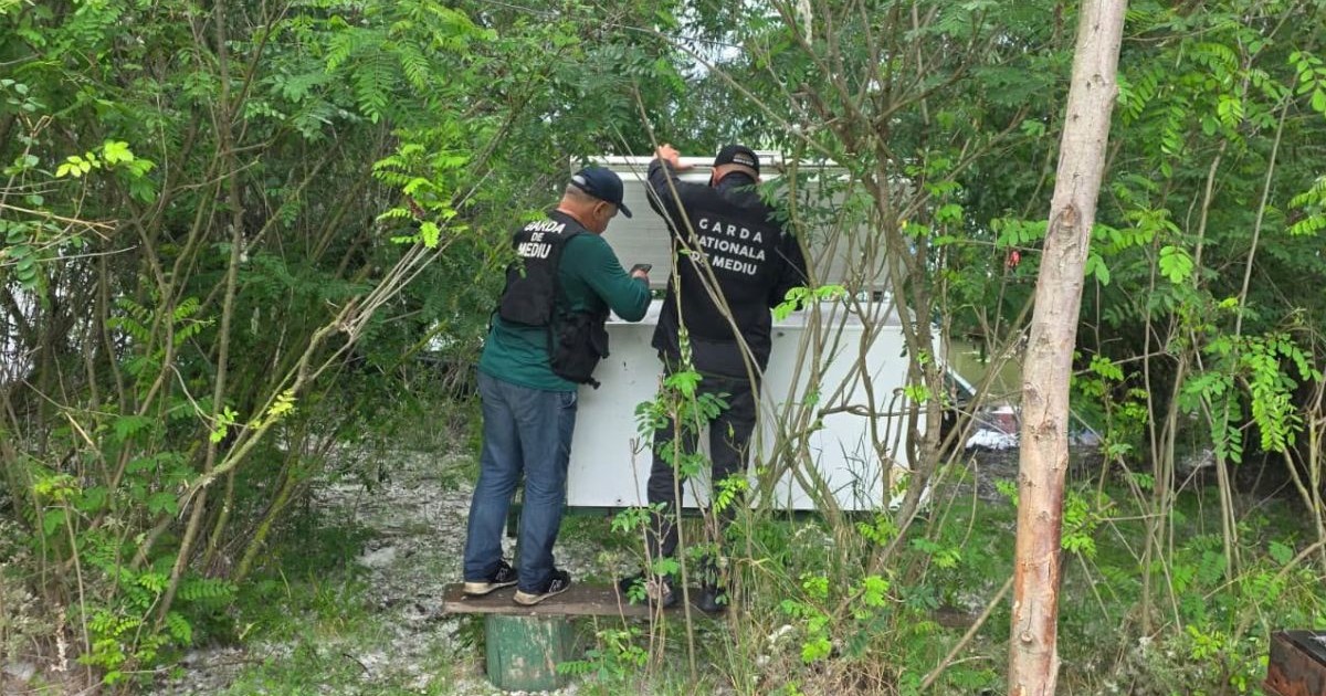 Doi inspectori de la Garda de Mediu se uită într-un congelator alb, chiar pe malul Dunării, în care au găsit sturioni congelați