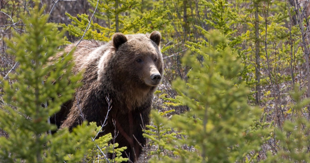 Urs grizzly într-o pădure din Canada