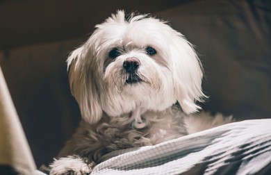 Câini din rasa Bichon
