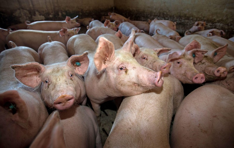 Focar de pesta porcină în Galați. Sute de porci vor fi eutanasiați