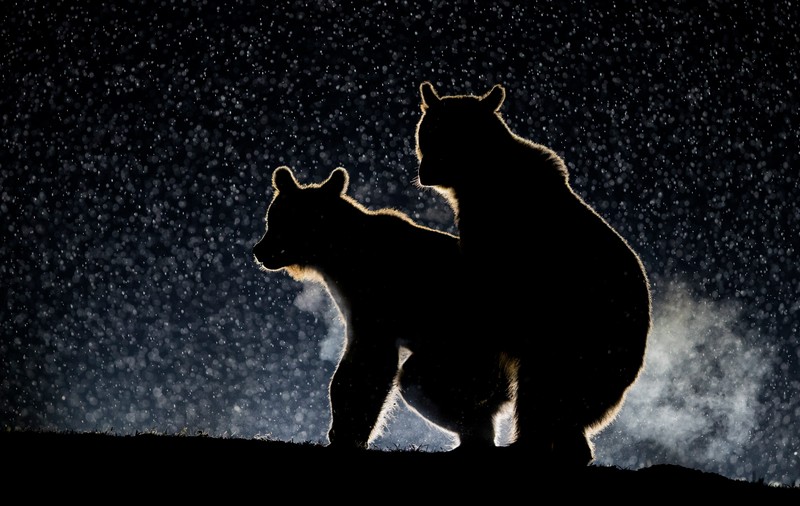 O fotografie cu doi urși din Harghita între cele mai amuzante poze cu animale sălbatice din lume