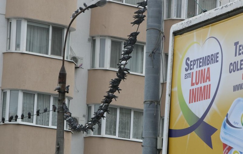 SE ÎNTÂMPLĂ ÎN BUCUREŞTI! INVAZIA PORUMBEILOR MAI CEVA CA ÎN "PĂSĂRILE" LUI HITCHCOCK!