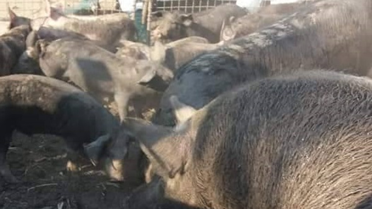 Nou focar de pestă porcină în satul Rogojeni din Galați. Imagine cu porci în cocină