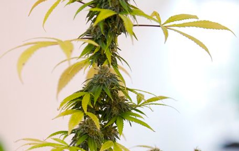 Marijuana, soluţia vindecării cancerului?