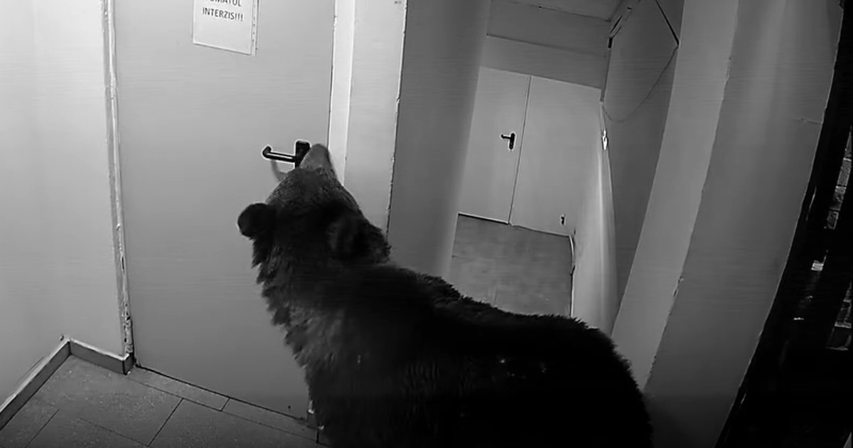 Un urs a intrat într-un hotel din Poiana Brașov, iar angajații au stat de pază toată noaptea. Foto Captură video