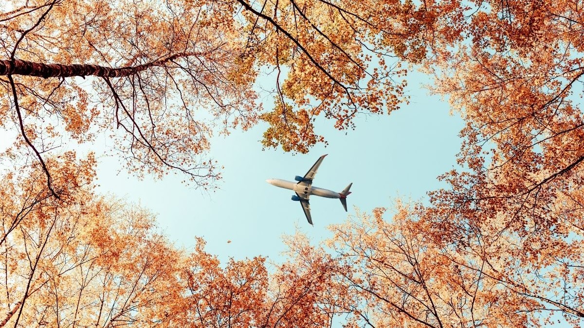 Un avion de pasageri care zboară printre arțarii de toamnă din pădure. Vedere de jos