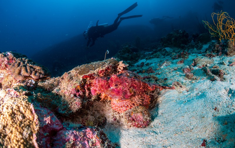 Cheia luptei împotriva pandemiilor poate fi în adâncul oceanelor. Ce speră cercetătorii să găsească