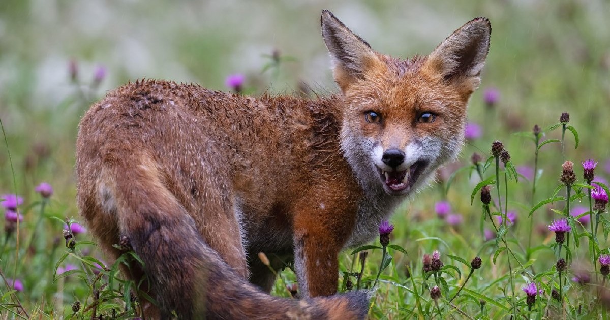 Vulpe roșcată (Vulpes vulpes) udă, stând într-o poiană plină de flori, imediat după o ploaie torențială.